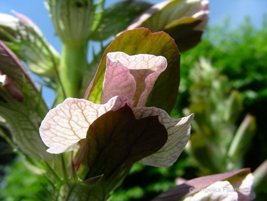 Acanthus mollis - Wahrer Bärenklau, Blüten    © Angelika Ficenc