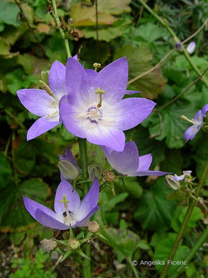 Campanula pyramidalis - Pyramiden Glockenblume  © Mag. Angelika Ficenc