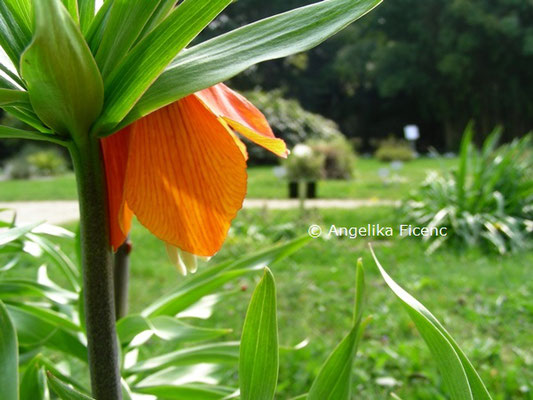 Fritillaria imperialis  © Mag. Angelika Ficenc