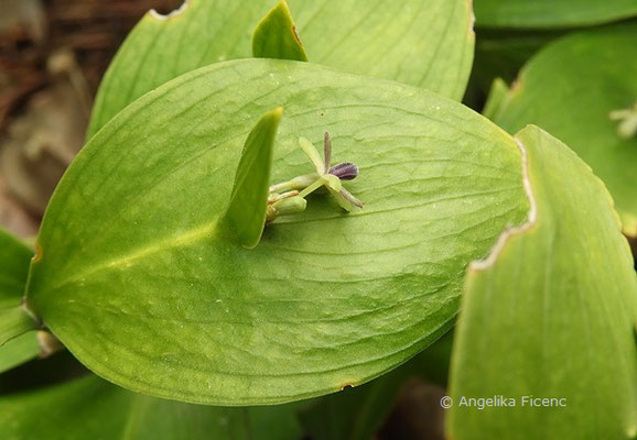 Ruscus hypoglossum - Mäusedorn  © Mag. Angelika Ficenc