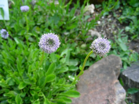 Globularia punctata - Hochstiel Kugelblume  © Mag. Angelika Ficenc