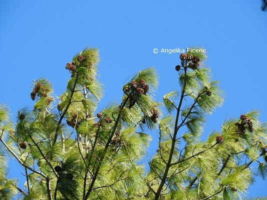Pinus wallichiana  © Mag. Angelika Ficenc