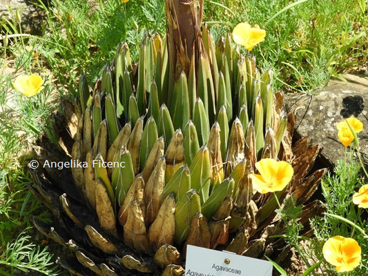 Agave victoria-reginae  © Mag. Angelika Ficenc