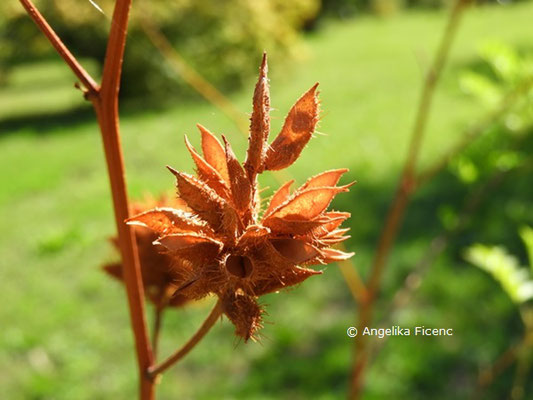 Glycyrrhiza yunnanensis  © Mag. Angelika Ficenc