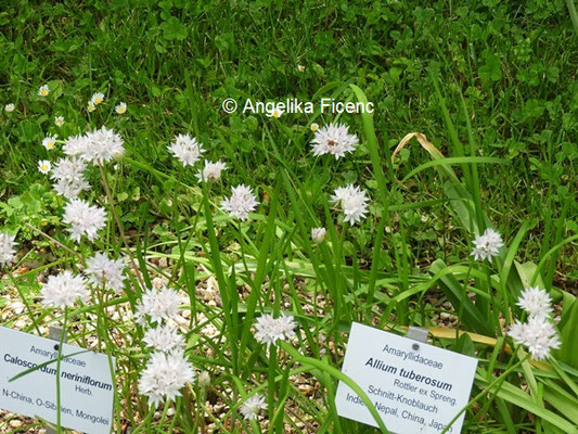 Allium tubersoum  © Mag. Angelika Ficenc