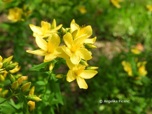 Hypericum elegans   © Mag. Angelika Ficenc