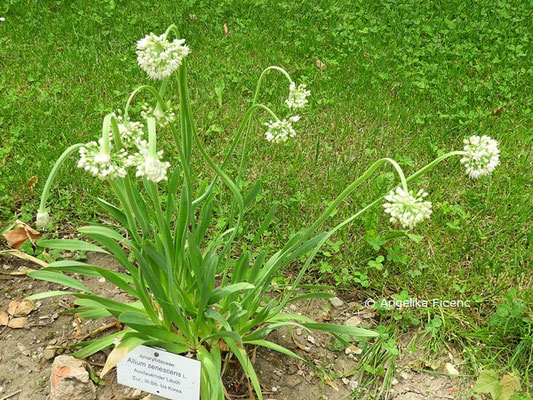 Allium senescens   © Mag. Angelika Ficenc