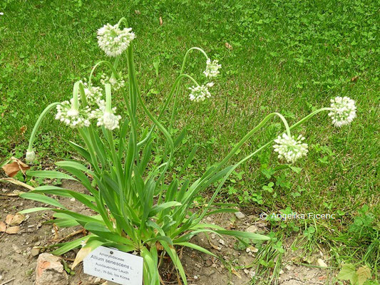 Allium senescens   © Mag. Angelika Ficenc