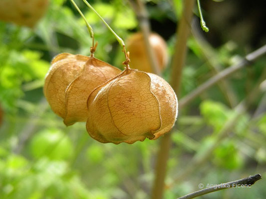 Cardiospermum halicacabum - Ballonrebe, reife Früchte  © Mag. Angelika Ficenc