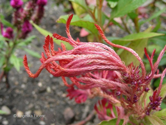 Celosia argentea var. cristata - Silberbrandschopf    © Mag. Angelika Ficenc