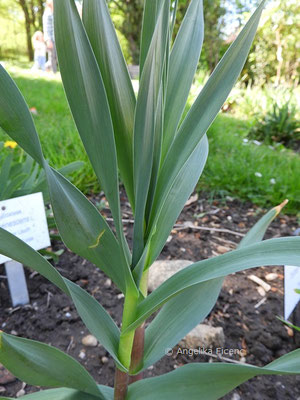 Allium obliquum - Schiefer Lauch     © Mag. Angelika Ficenc