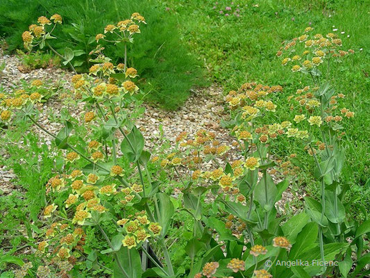 Bupleurum longifolium - Langblättriges Hasenohr, Habitus  © Mag. Angelika Ficenc