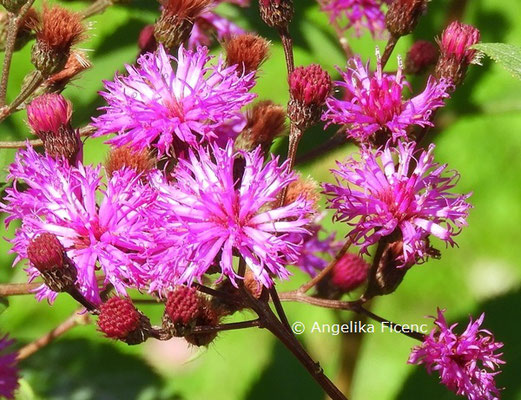 Vernonia crinita  © Mag. Angelika Ficenc