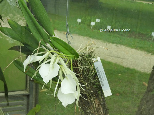 Brassavola venosa © Mag. Angelika Ficenc