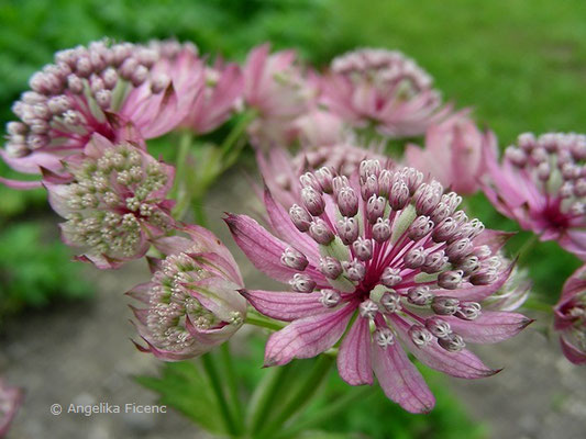 Astrantia carniolica - Krain Sterndolde  © Mag. Angelika Ficenc