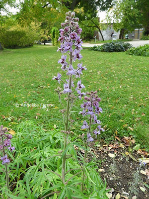 Delphinium requienii  © Mag. Angelika Ficenc