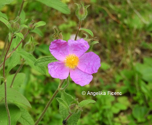 Cistus incanus © Mag. Angelika Ficenc