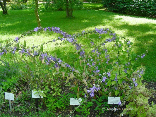 Campanula pyramidalis - Pyramiden Glockenblume  © Mag. Angelika Ficenc