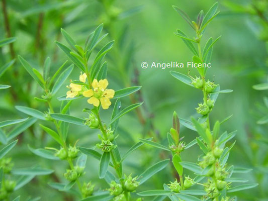 Heimia salicifolia  © Mag. Angelika Ficenc