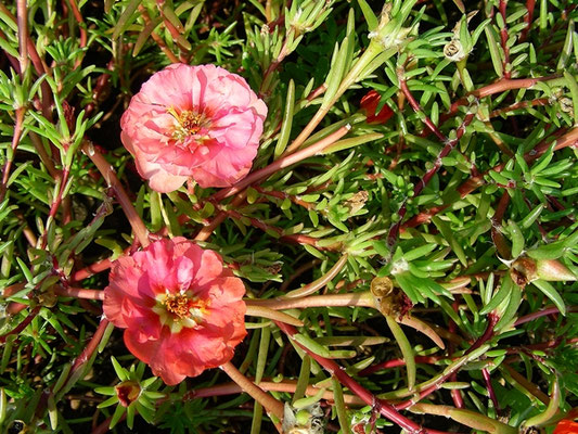 Portulaca grandiflora - Portulakröschen  © Mag. Angelika Ficenc