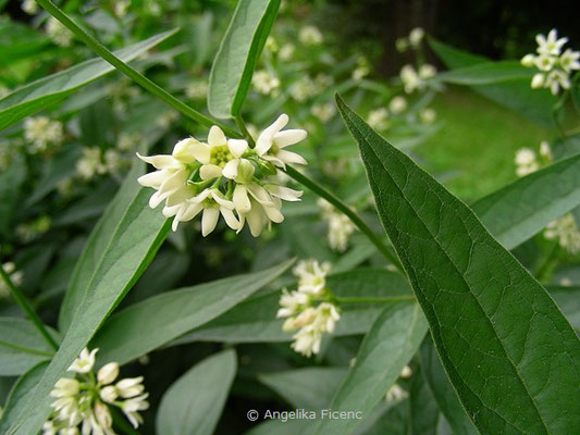 Vincetoxicum hirundinaria - Schwalbenwurz  © Mag. Angelika Ficenc