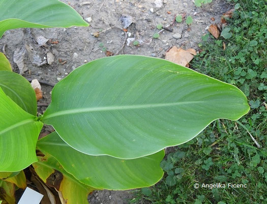 Canna indica, Blatt