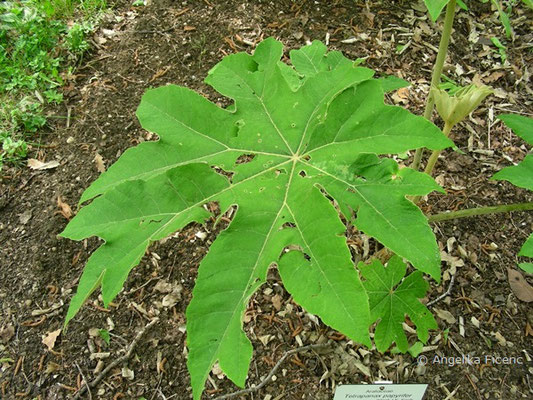 Tetrapanax papyrifer © Mag. Angelika Ficenc