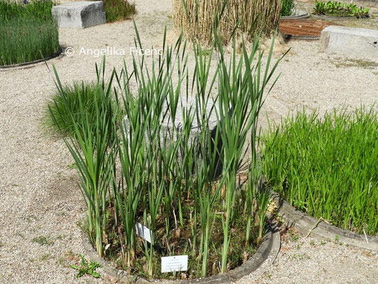 Typha latifolia  © Mag. Angelika Ficenc