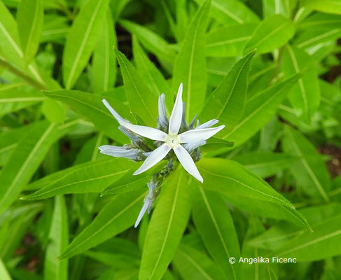 Amsonia illustris - Helle Amsonie, Einzelblüte  © Mag. Angelika Ficenc