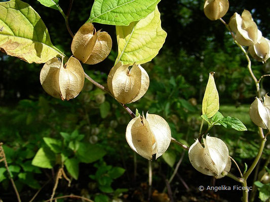 Nycandra physalodes - Blasen Giftbeere,   © Mag. Angelika Ficenc