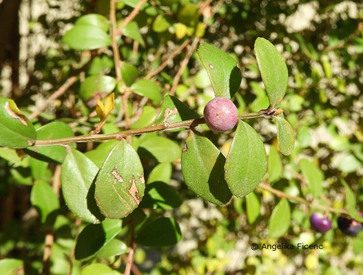 Myrsine africana - Myrsine, Früchte  © Mag. Angelika Ficenc