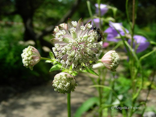 Astrantia major - Große Sterndolde  © Mag. Angelika Ficenc