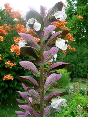 Acanthus mollis - Wahrer Bärenklau, Blütenstand mit Blüten    © Angelika Ficenc