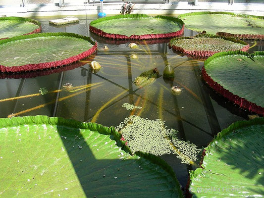 Victoria amazonica - Viktoria, Riesenseerose  © Mag. Angelika Ficenc