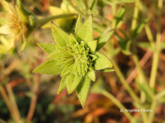 Silphium mohrii   © Mag. Angelika Ficenc