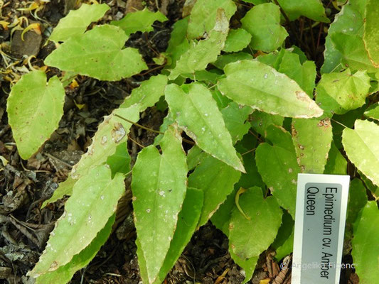 Epimedium cv. Amber Queen, Laubblätter  © Mag. Angelika Ficenc