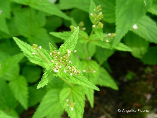 Veronica urticifolia  - Nessel-Ehrenpreis, Laubblätter  © Mag. Angelika Ficenc