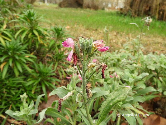 Matthiola incana  © Mag. Angelika Ficenc