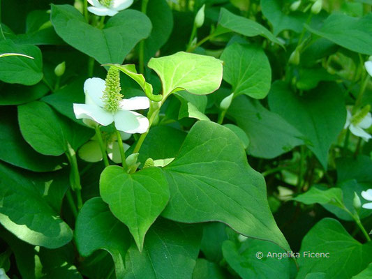 Houttuyinia cordata - Houttuynie, © Mag. Angelika Ficenc 