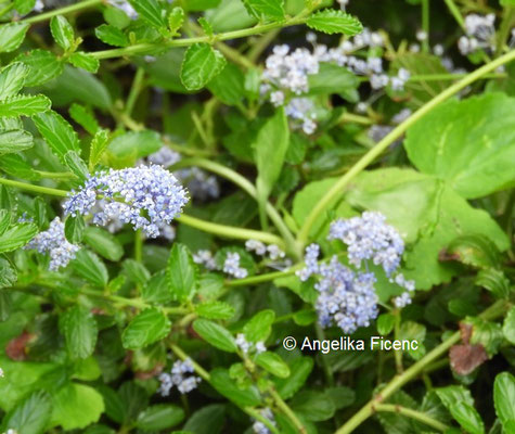 Ceanothus thyrsiflora  © Mag. Angelika Ficenc