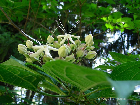 Clerodendrum trichotomum - Japanischer Losstrauch, Blütenstand  © Mag. Angelika Ficenc