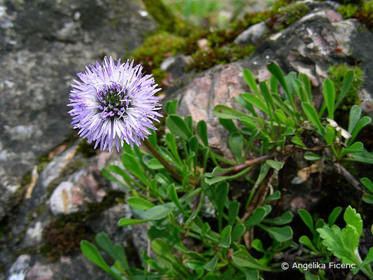 Globularia cordifolia - Herzblatt Kugelblume  © Mag. Angelika Ficenc