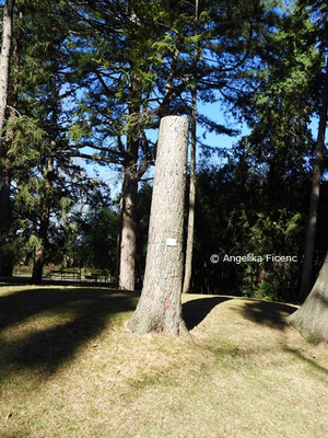 Pinus wallichiana  © Mag. Angelika Ficenc