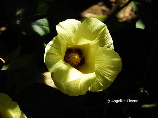 Gossypium herbaceum  © Mag. Angelika Ficenc