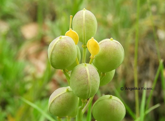 Fibigia clypeata - Schildkresse,   © Mag. Angelika Ficenc