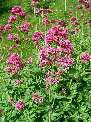 Kentranthus ruber - Spornblume  © Mag. Angelika Ficenc