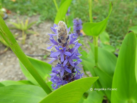 Pontederia cordata  © Mag. Angelika Ficenc