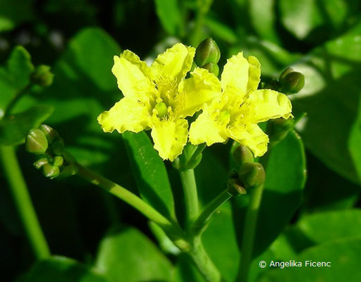 Villarsia exaltata - Villarsie  © Mag. Angelika Ficenc