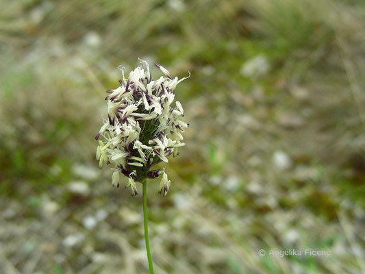 Sesleria sadleriana - Pannonisches Blaugras, Blütenstand  © Mag. Angelika Ficenc