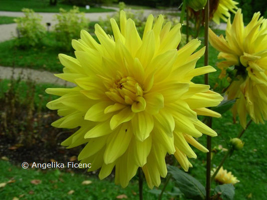 Dahlia x hortensis Goldener Vulkan © Mag. Angelika Ficenc